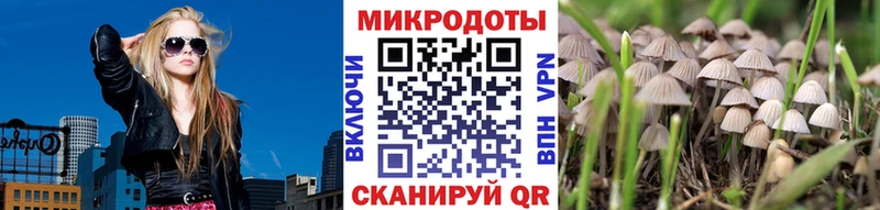 кракен зеркало  Дятьково  Галлюциногенные грибы Psilocybe 
